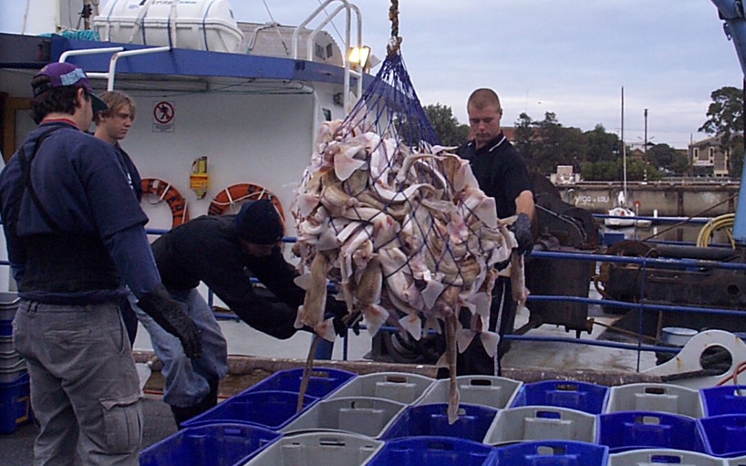 Analysis of Shark Fishery Electronic Monitoring data