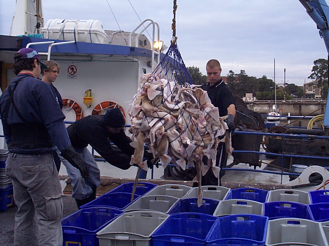 Unloading shark catch