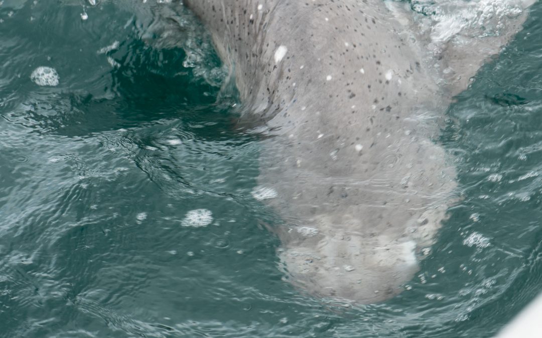 Shark Product Traceability