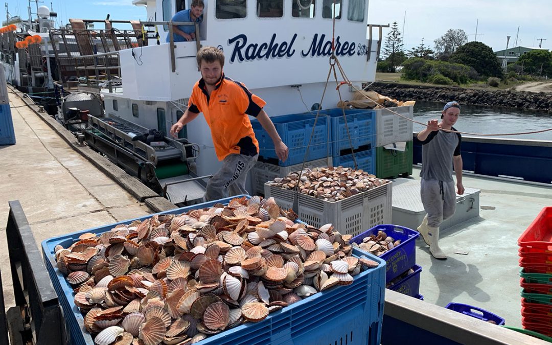 Victorian Ocean Scallop Biomass Survey