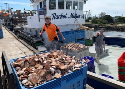 Unloading scallop catch