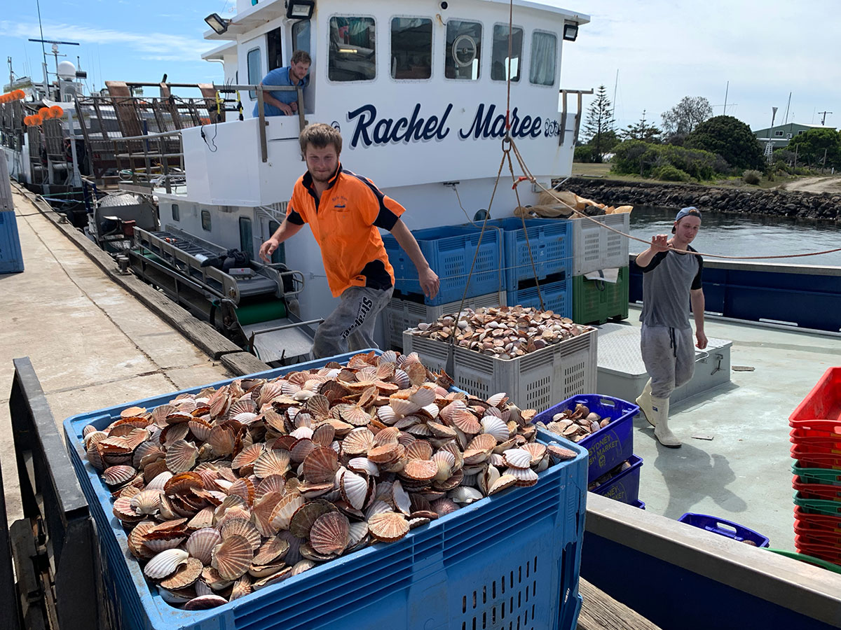 Unloading scallop catch