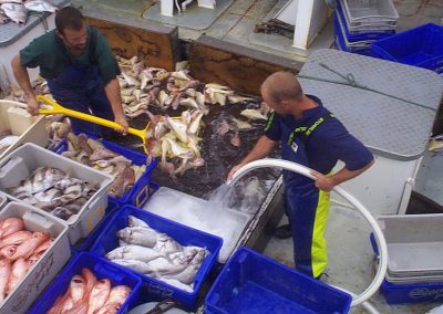 Catch on the deck of a GABTS vessel