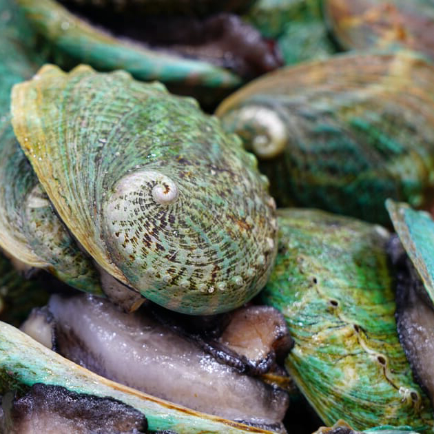 Image of abalone