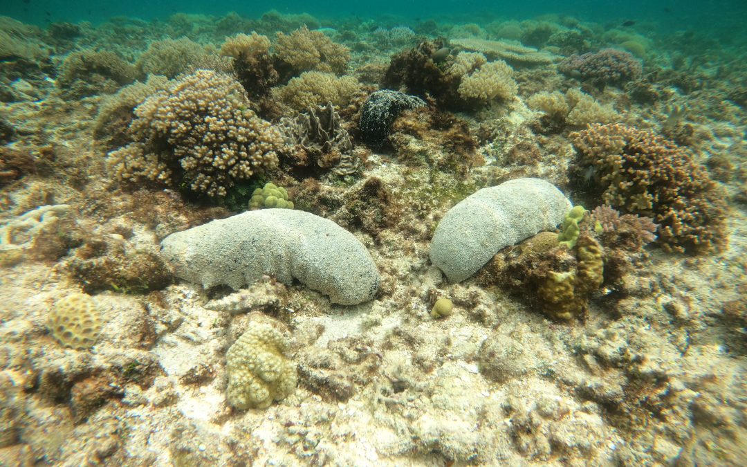 Zone 1 Surveys for Black Teatfish in the Queensland Sea Cucumber Fishery