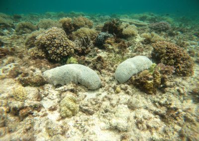 Zone 1 Surveys for Black Teatfish in the Queensland Sea Cucumber Fishery