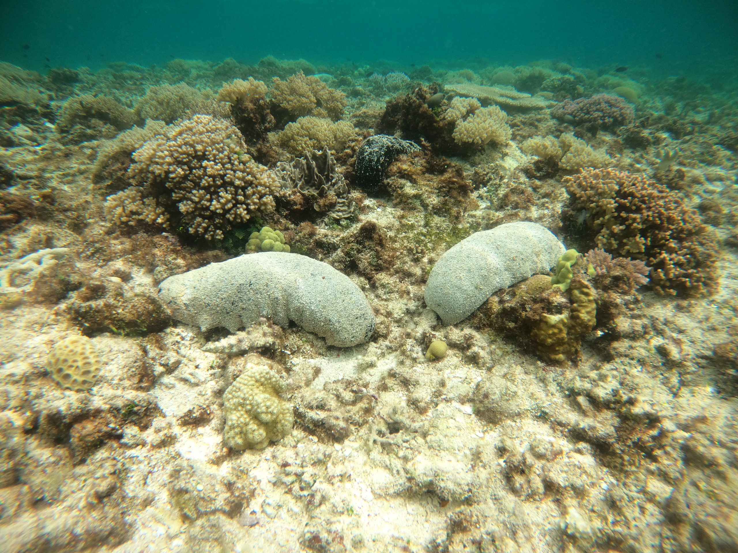 Image of Black Teatfish in the GBRMPA.