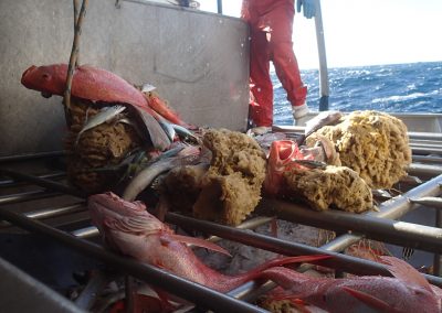 Design and implementation of a tropical snapper trawl survey