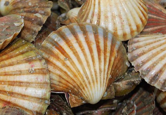 Commercial Scallop